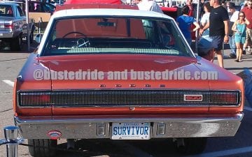 Survivor - Vanity License Plate by Busted Ride