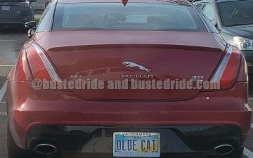 OLDE CAT - Vanity License Plate by Busted Ride